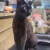 Mia  Ruhiges Katzenmädel sucht Familie