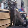 Mia  Ruhiges Katzenmädel sucht Familie