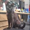 Mia  Ruhiges Katzenmädel sucht Familie