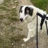 Wunderbare Shine sucht ihre Familie