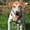 DAPHNE
