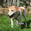 DAPHNE