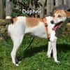 DAPHNE