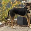 Prachtbusche Goofy sucht sein Zuhause
