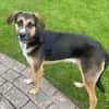 Prachtbusche Goofy sucht sein Zuhause