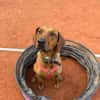 Lola - 2 Jahre - sucht ihren Platz