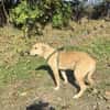 Toller Labbymix sucht ein Zuhause