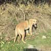 Toller Labbymix sucht ein Zuhause
