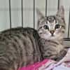 AGATHE (adoption en cours)