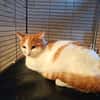 Apollon chat roux et blanc