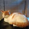 Apollon chat roux et blanc