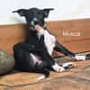 Muscat, femelle croisée berger, née le 01/07/2025 🐶