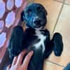 Claudia, femelle berger, née le 21/06/2025 🐶