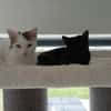 Gustl und Nero suchen Zuhause