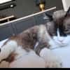 SOS BALOU- verliert sein neues Zuhause!