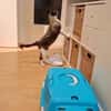 SOS BALOU- verliert sein neues Zuhause!