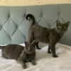 Fairy & Caillou suchen ein neues Zuhause