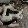 Izzy u. Ivo suchen ein liebevolles Heim