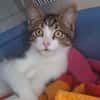 Izzy u. Ivo suchen ein liebevolles Heim