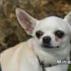 MINIE