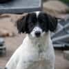 Alma ! Dringend Zuhause gesucht