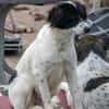 Alma ! Dringend Zuhause gesucht
