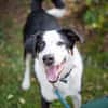 Buddy, der ideale Familienhund