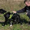Herzensbrecher Bobby sucht seine Familie