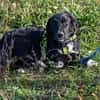 Herzensbrecher Bobby sucht seine Familie