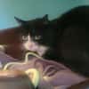 ACHILLE