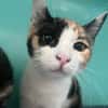Amy (en cours d'adoption)