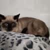 Miel (En cours d'adoption)