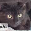 Pêche
