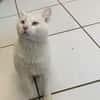 Lenon [Fiv+]