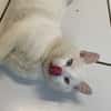 Lenon [Fiv+]