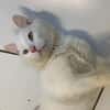 Lenon [Fiv+]