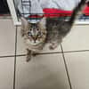 KIRIKOU (en cours d'adoption)
