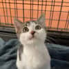 SHIRO