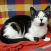 jada (réservée)