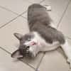 lokie