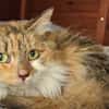 DUCHESSE