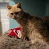 GARFIELD