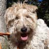 Milou