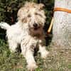 Milou