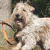 Milou