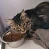 Ali (En cours d'adoption)