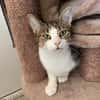 Daisy [FeLV+]