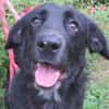 CASTOR