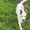 🐾 À L’ADOPTION – FÉFÉ, la complice idéale pour toutes vos aventures ! 🐾