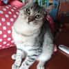 BONY